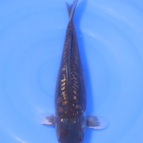 Carpe koi Ochiba – Kuro Ochiba Aragoke 41cm (5240)