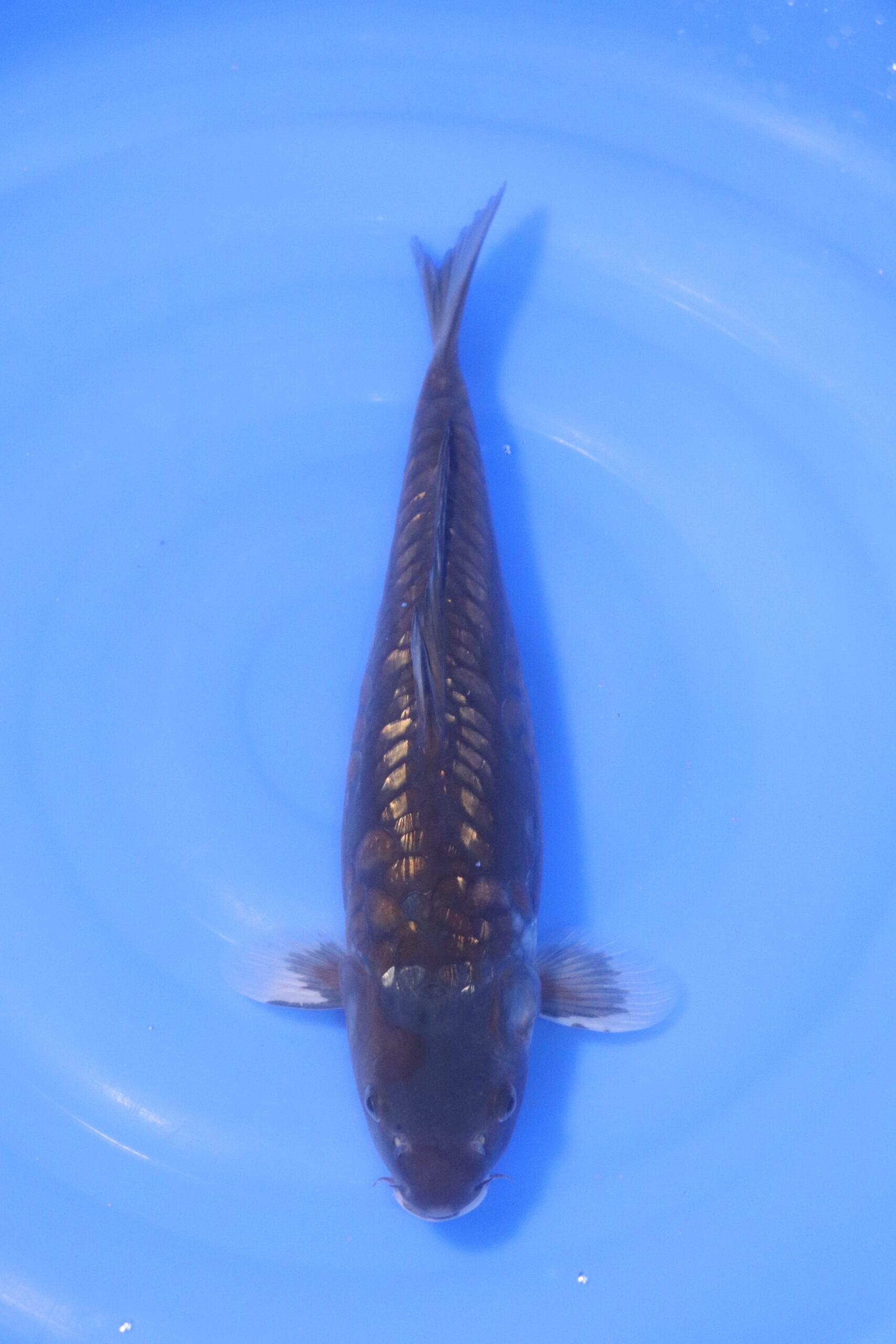 Carpe koi japonaise kuro ochiba aragoke (5240)