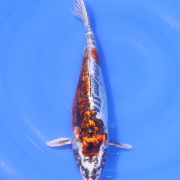 Carpe koi Beni Kikokuryu – Beni kikokuryu 35cm (5247)