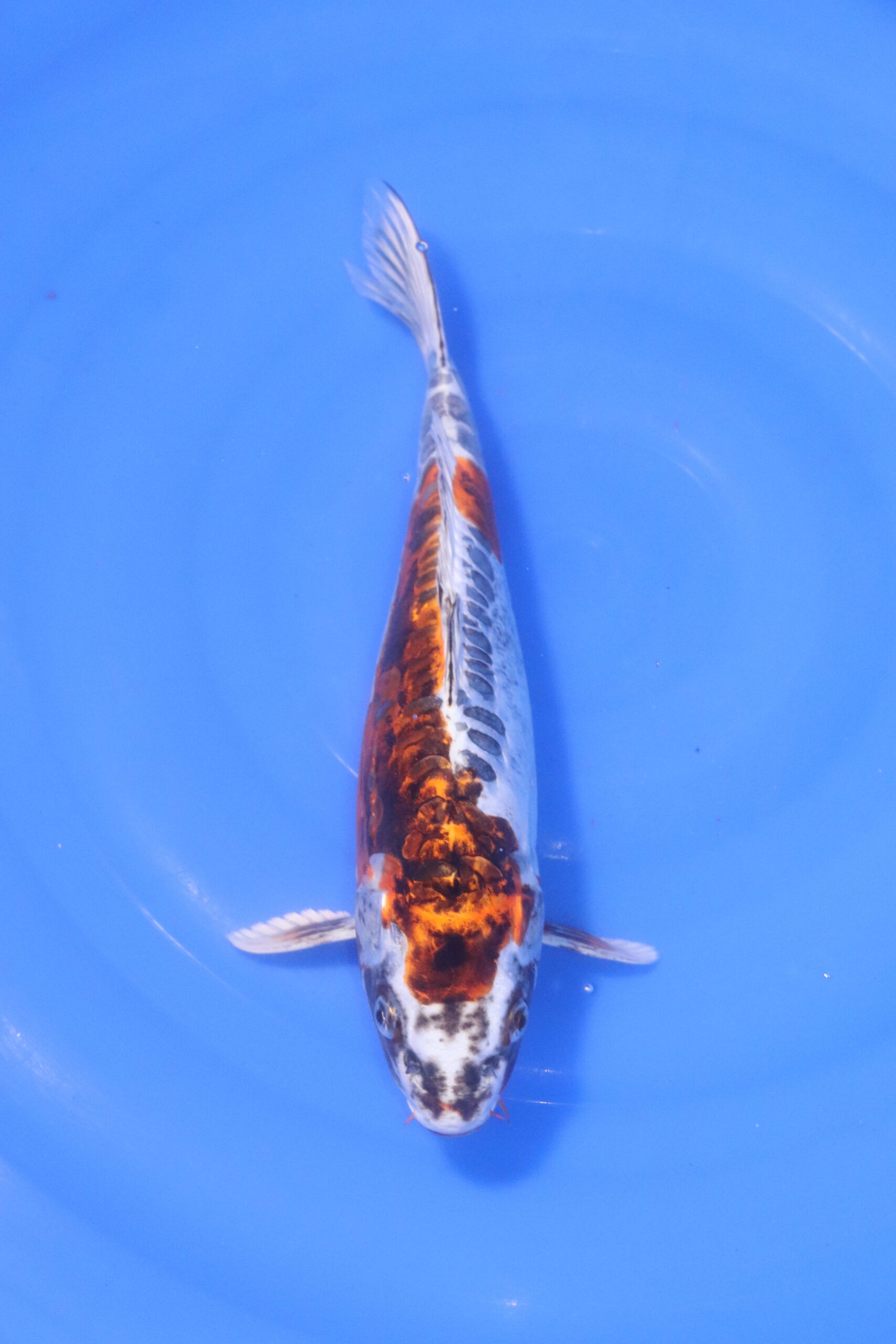 Carpe koi japonaise beni kikokuryu (5247)