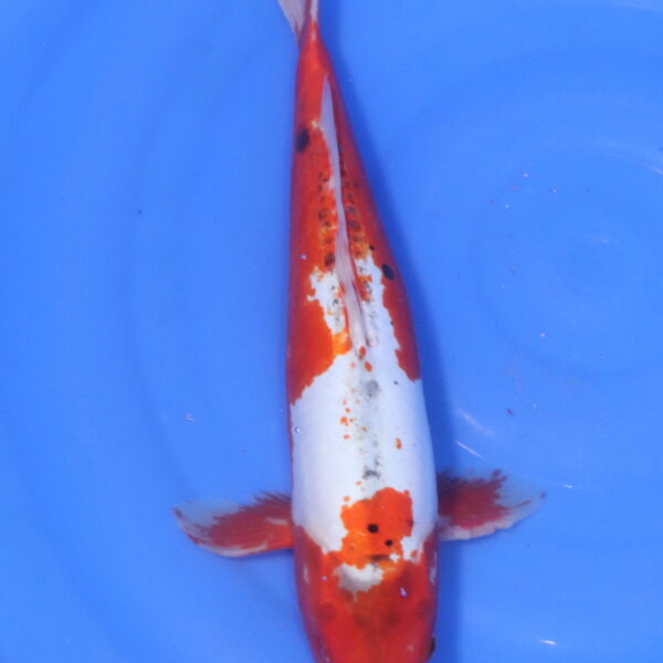 Carpe koi Yamato Nishiki – Yamato Nishiki 40cm (5248)