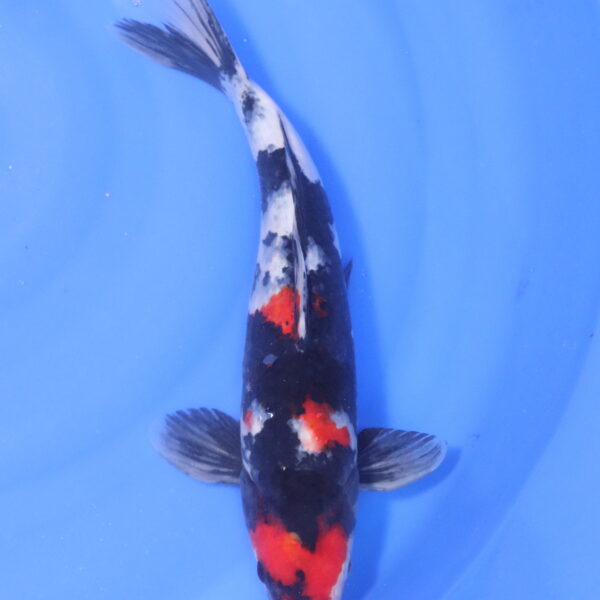 Carpe koi Showa – Showa 36cm (5250)