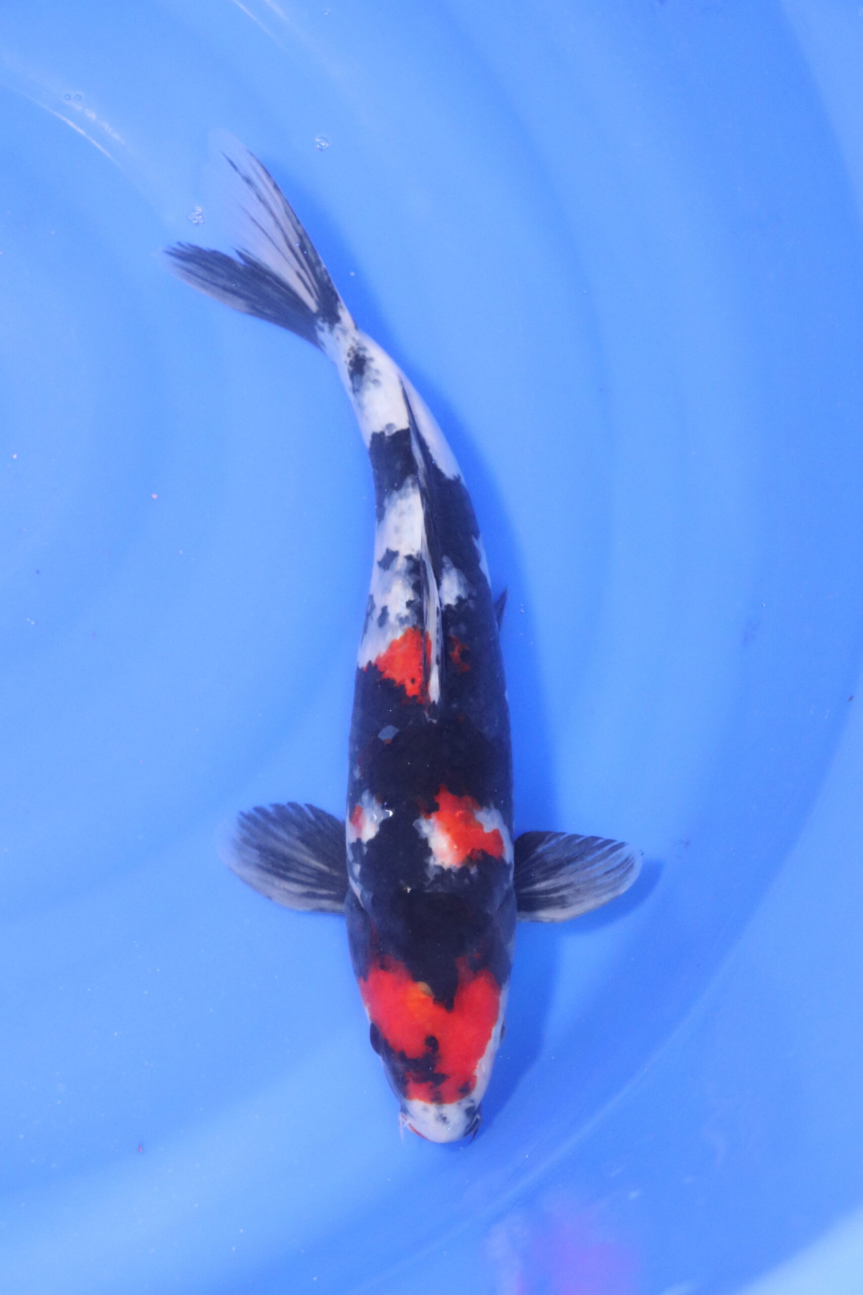 Carpe koi japonaise showa (5250)