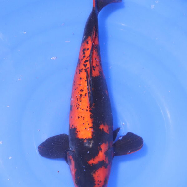 Carpe koi Hi Utsuri – Hi Utsuri 45cm (5258)