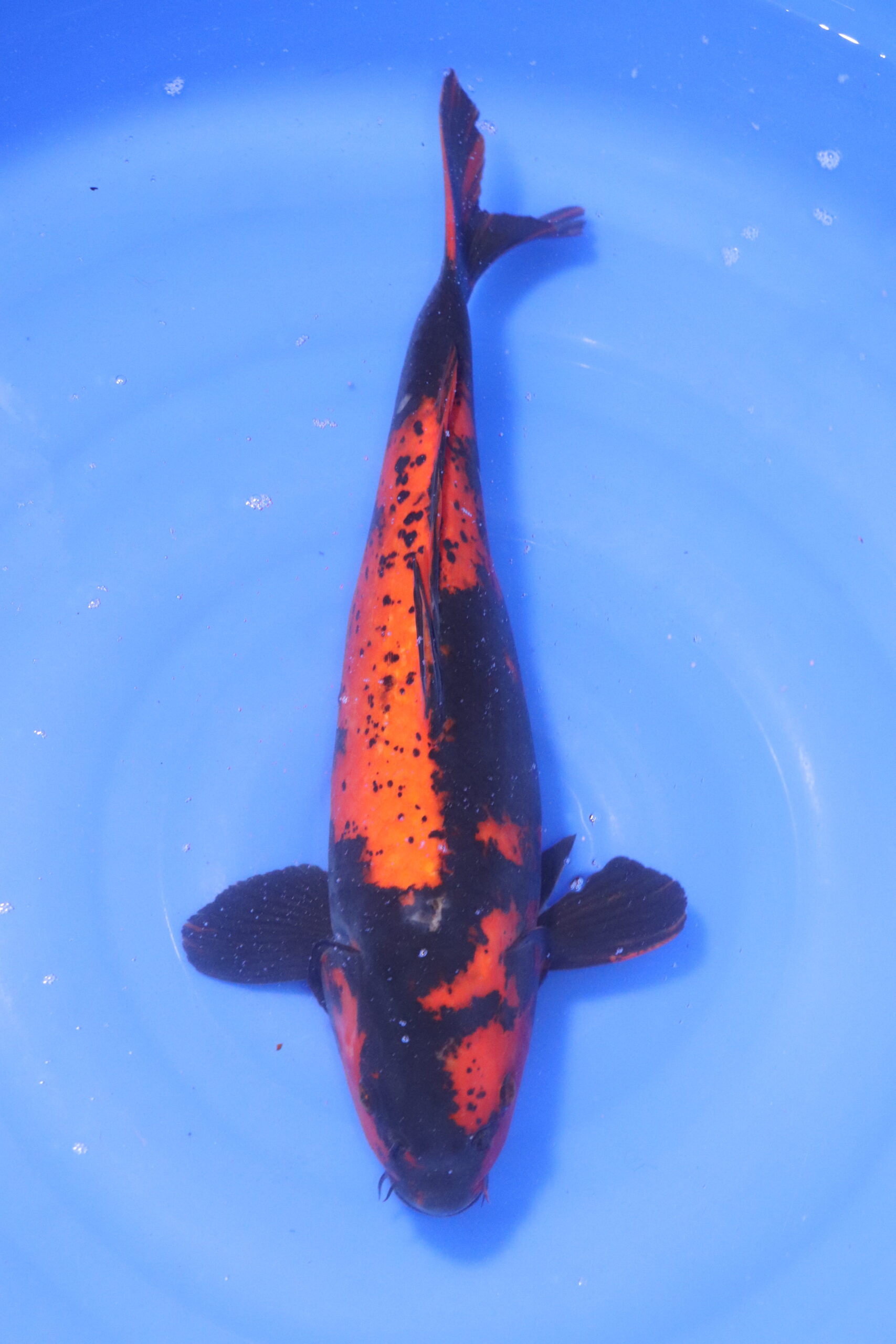 Carpe koi japonaise hi Utsuri (5253)