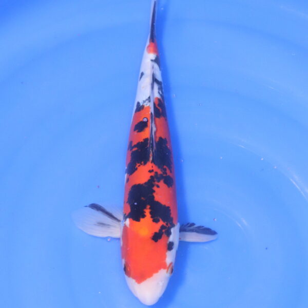 Carpe koi Showa – Showa Doitsu 37cm (5258)