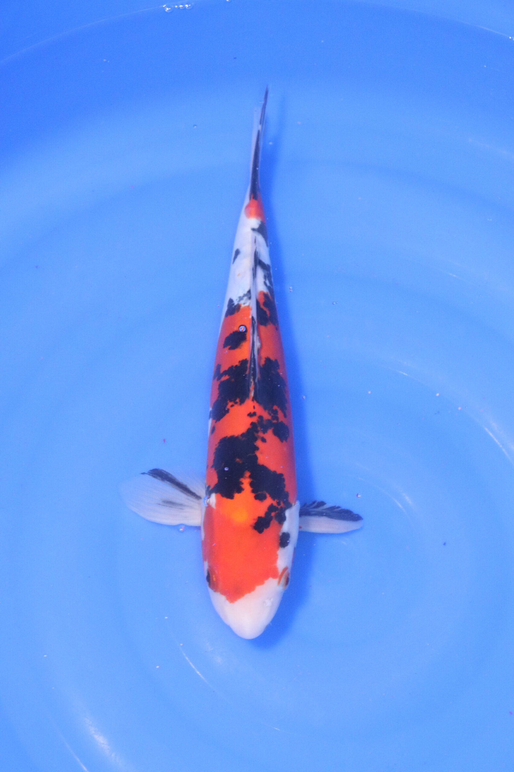 Carpe koi japonaise showa doitsu (5258)