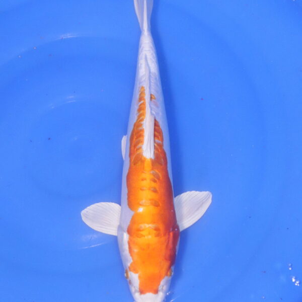 Carpe koi Hariwake – Orenji Hariwake Doitsu 43cm (5259)