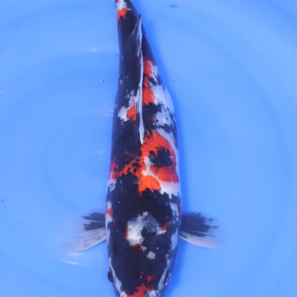 Carpe koi Showa – Showa 43cm (5261)