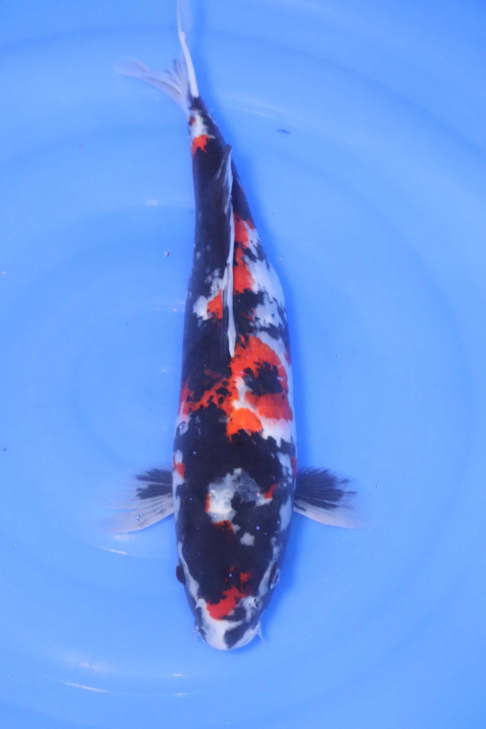 Carpe koi japonaise showa (5261)