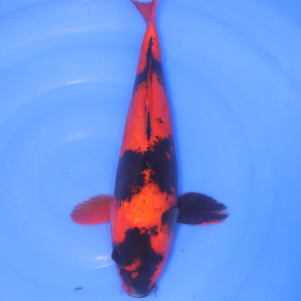 Carpe koi Hi Utsuri – Hi Utsuri 43cm (5265)