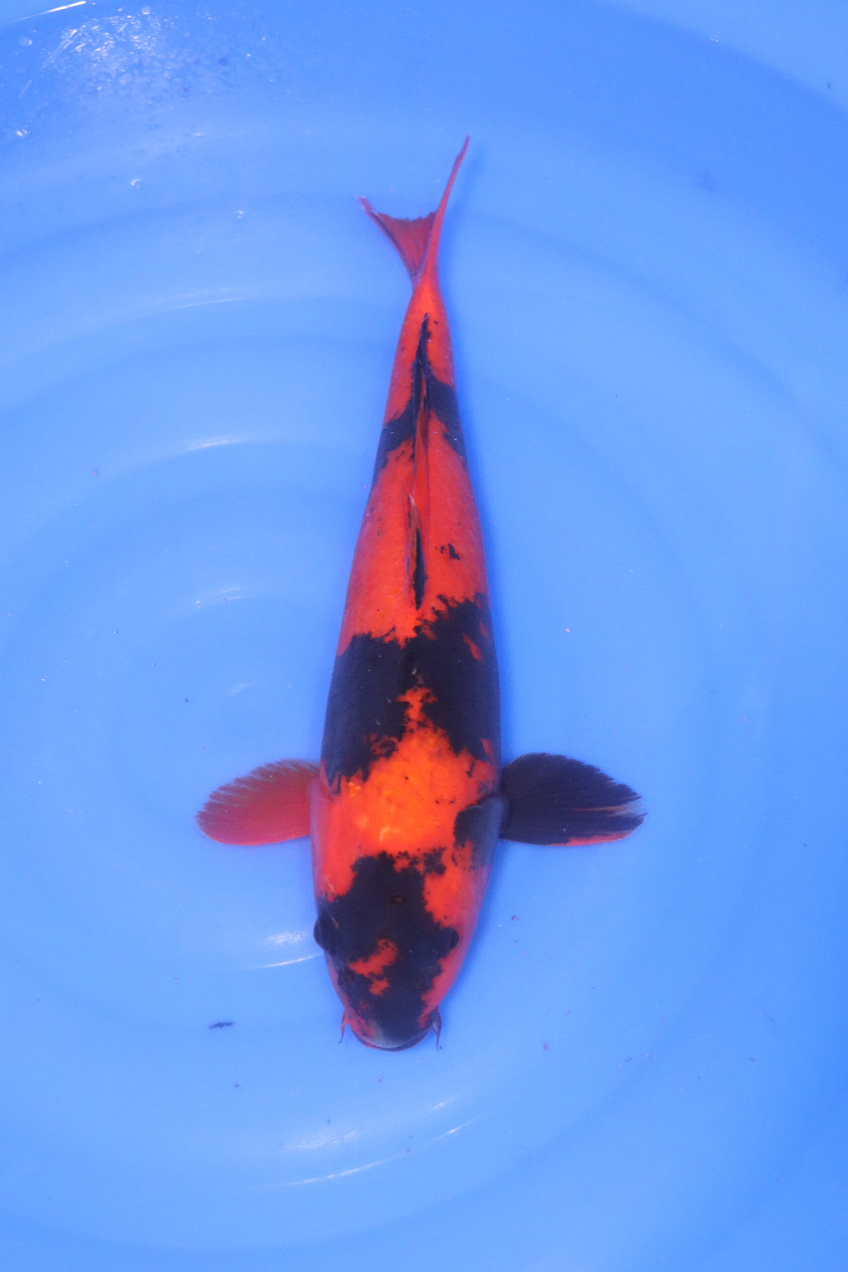 Carpe koi japonaise Hi utsuri (5265)