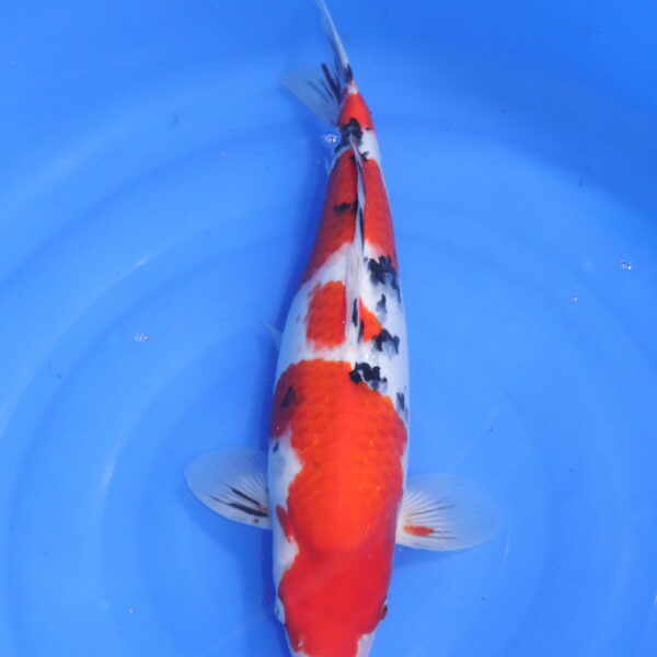 Carpe koi japonaise sanke (5275)