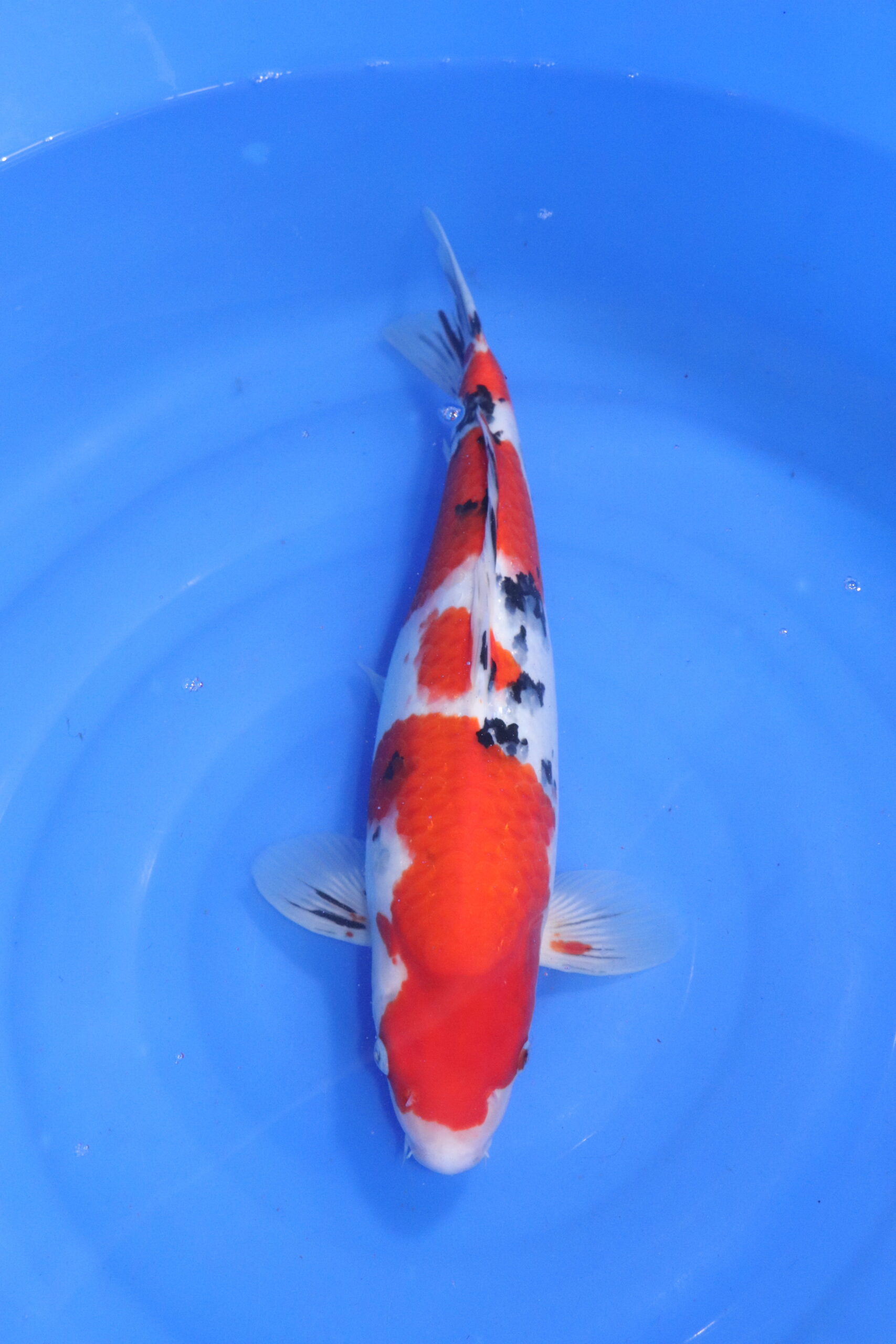 Carpe koi japonaise sanke (5275)