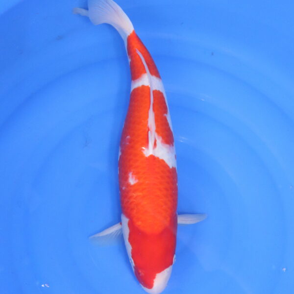 Carpe koi japonaise kohaku (5290)
