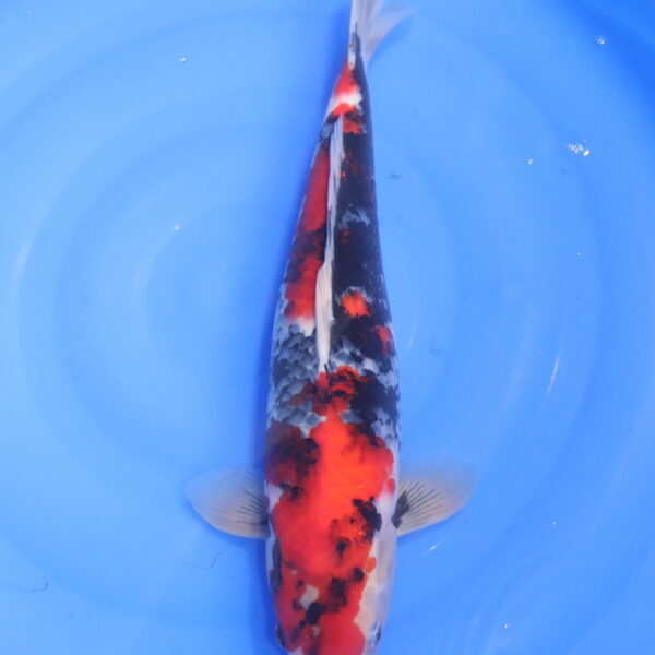 Carpe koi Showa – Showa 45cm (5294)