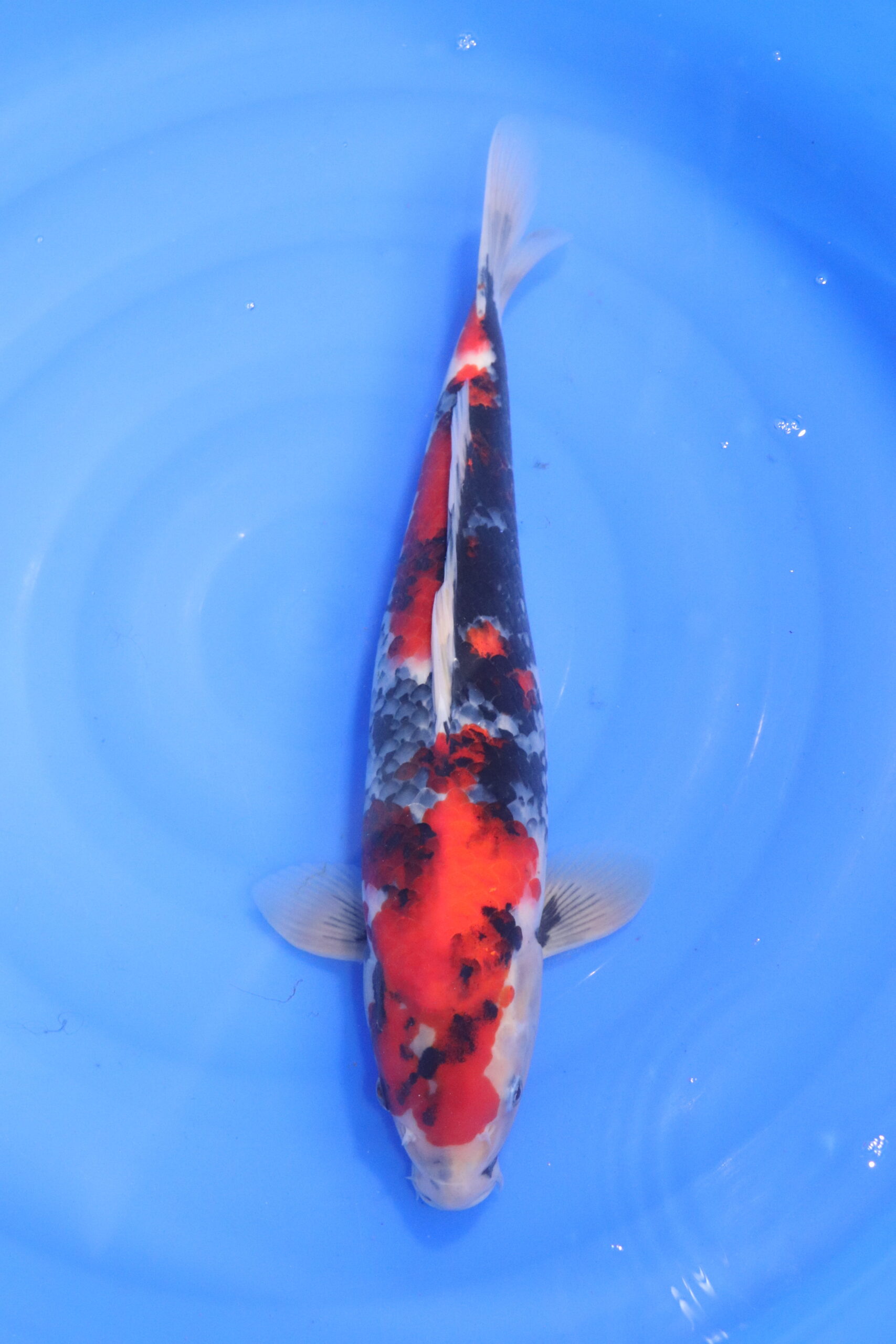 Carpe koi japonaise showa (5294)