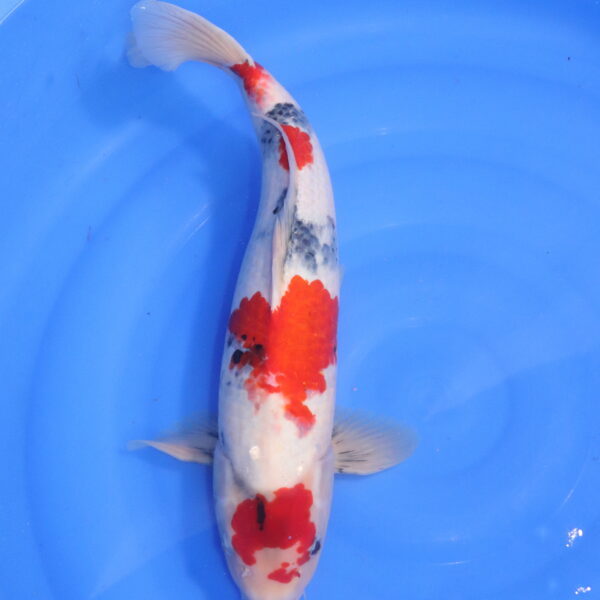 Carpe koi Showa – Showa 49cm (5301)