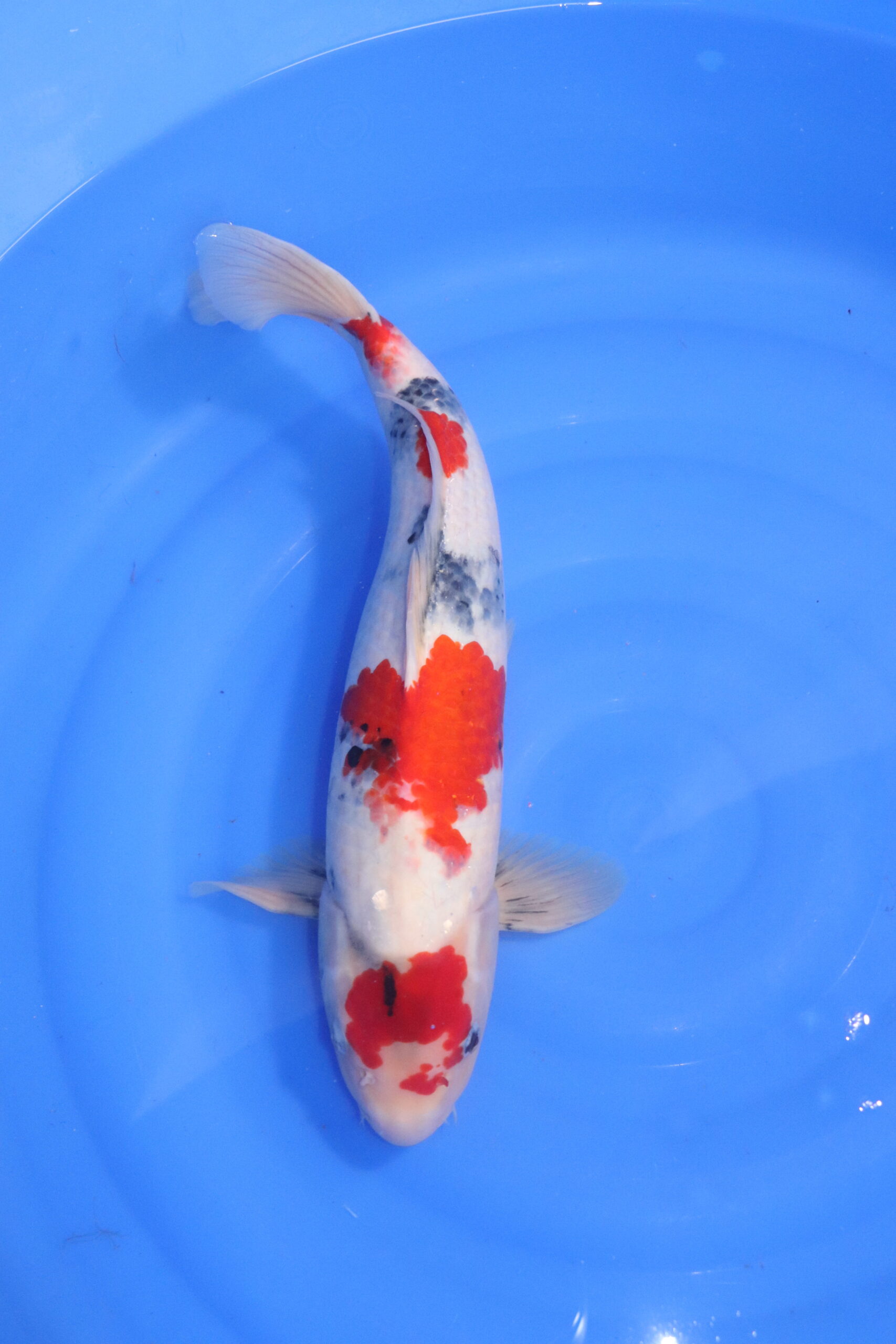 Carpe koi japonaise showa (5301)