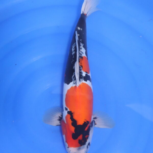 Carpe koi Showa – Showa Doitsu 41cm (5307)