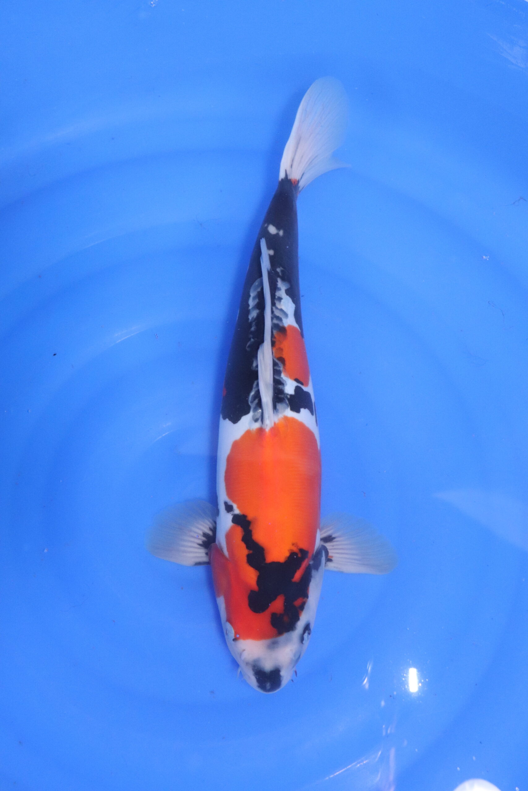 Carpe koi japonaise showa doitsu (5307)