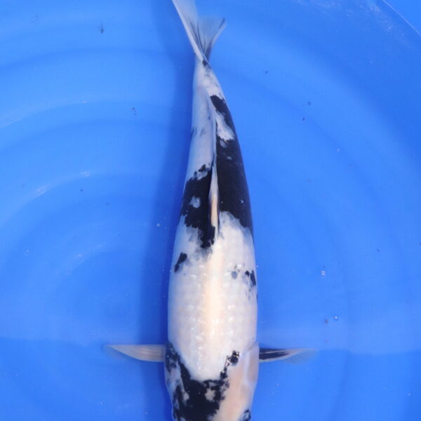 Carpe koi Shiro Utsuri – Shiro Utsuri 49cm (5322)