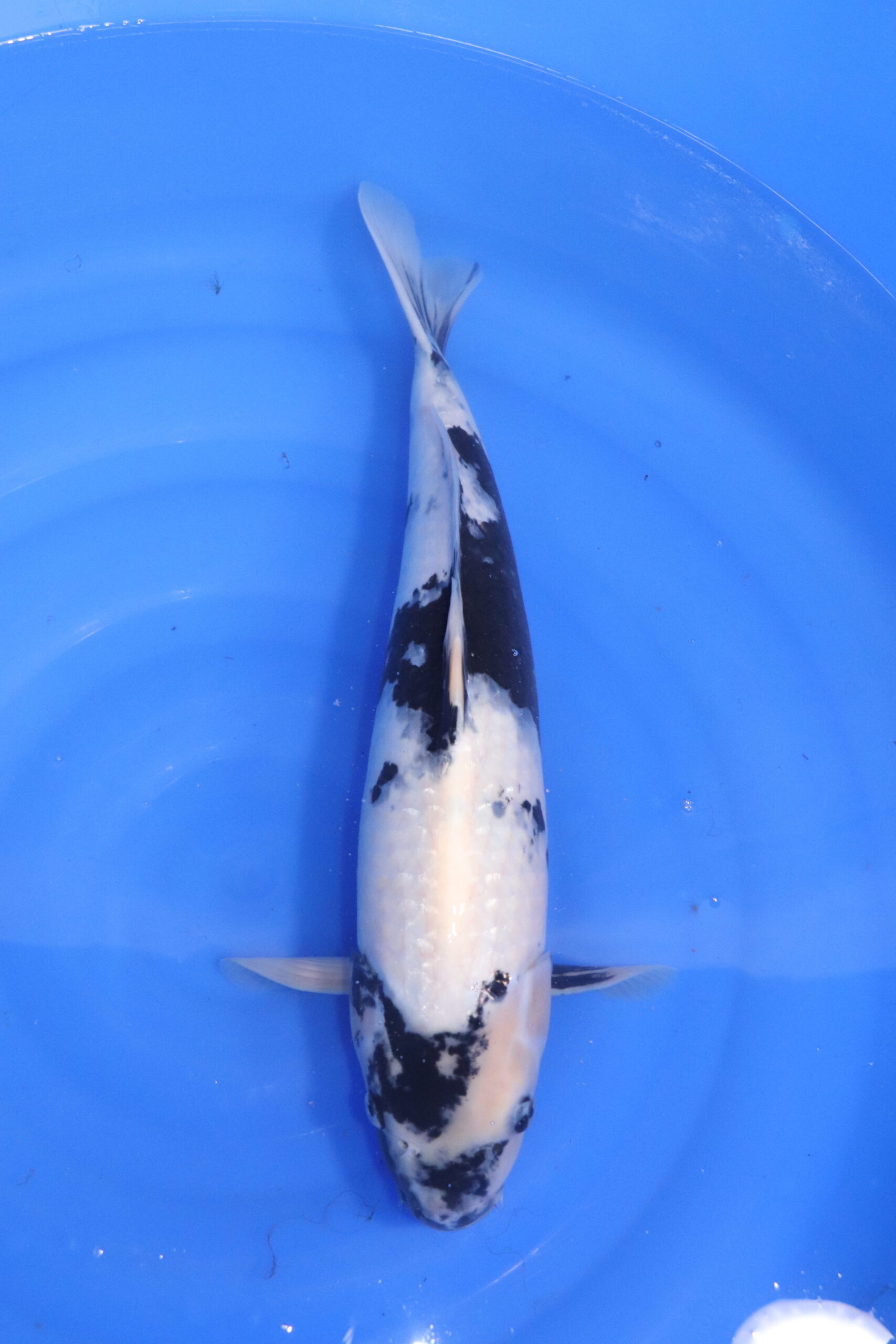 Carpe koi japonaise shiro utsuri (5322)