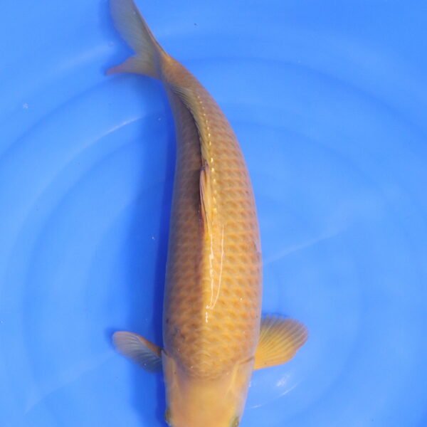 Carpe koi japonaise chagoi (5329)