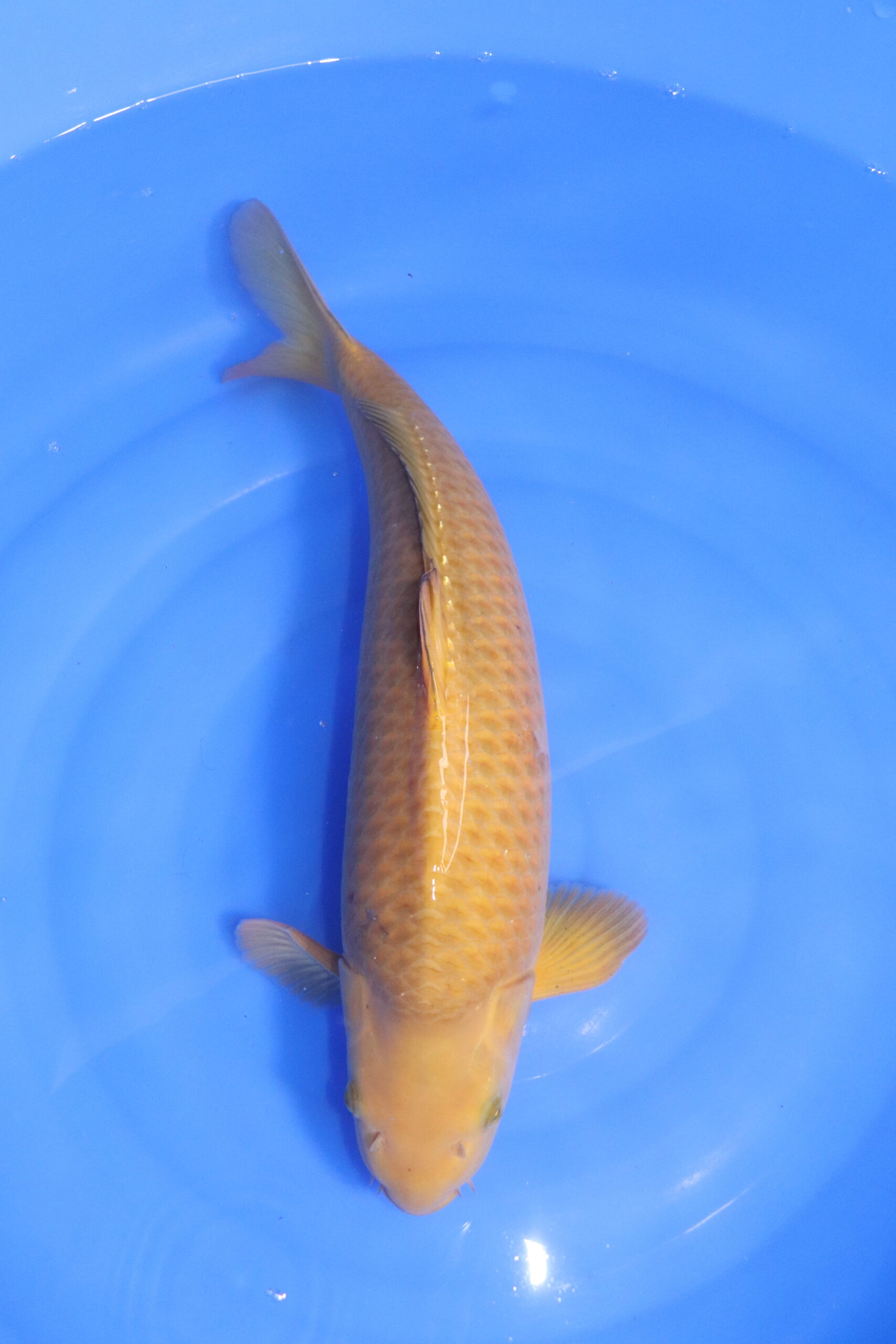 Carpe koi japonaise chagoi (5329)