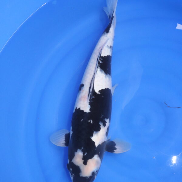 Carpe koi Shiro Utsuri – Shiro Utsuri 47cm (5335)
