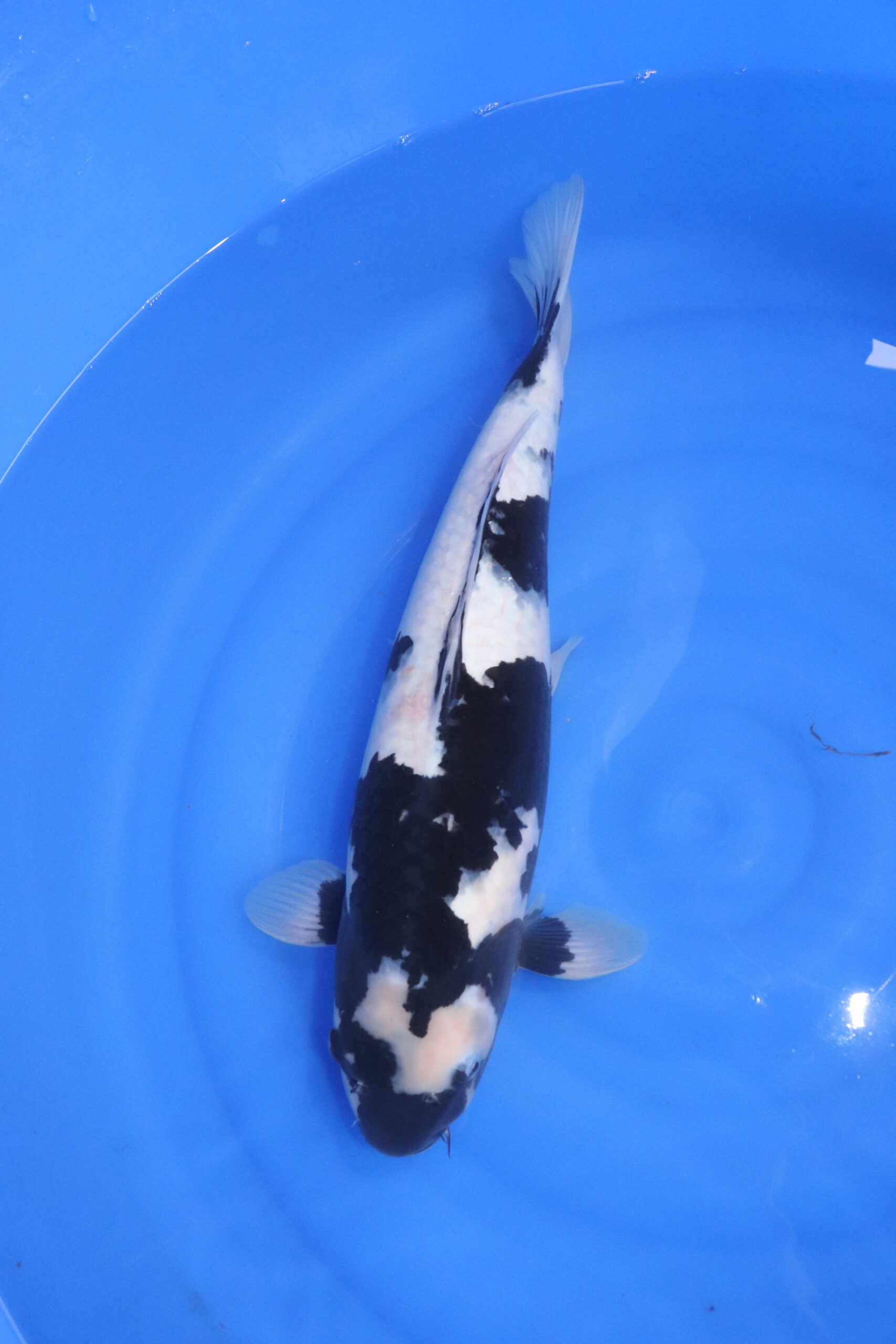 Carpe koi japonaise shiro utsuri (5335)