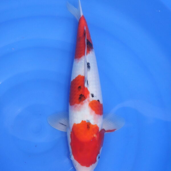 Carpe koi japonaise sanke (5337)
