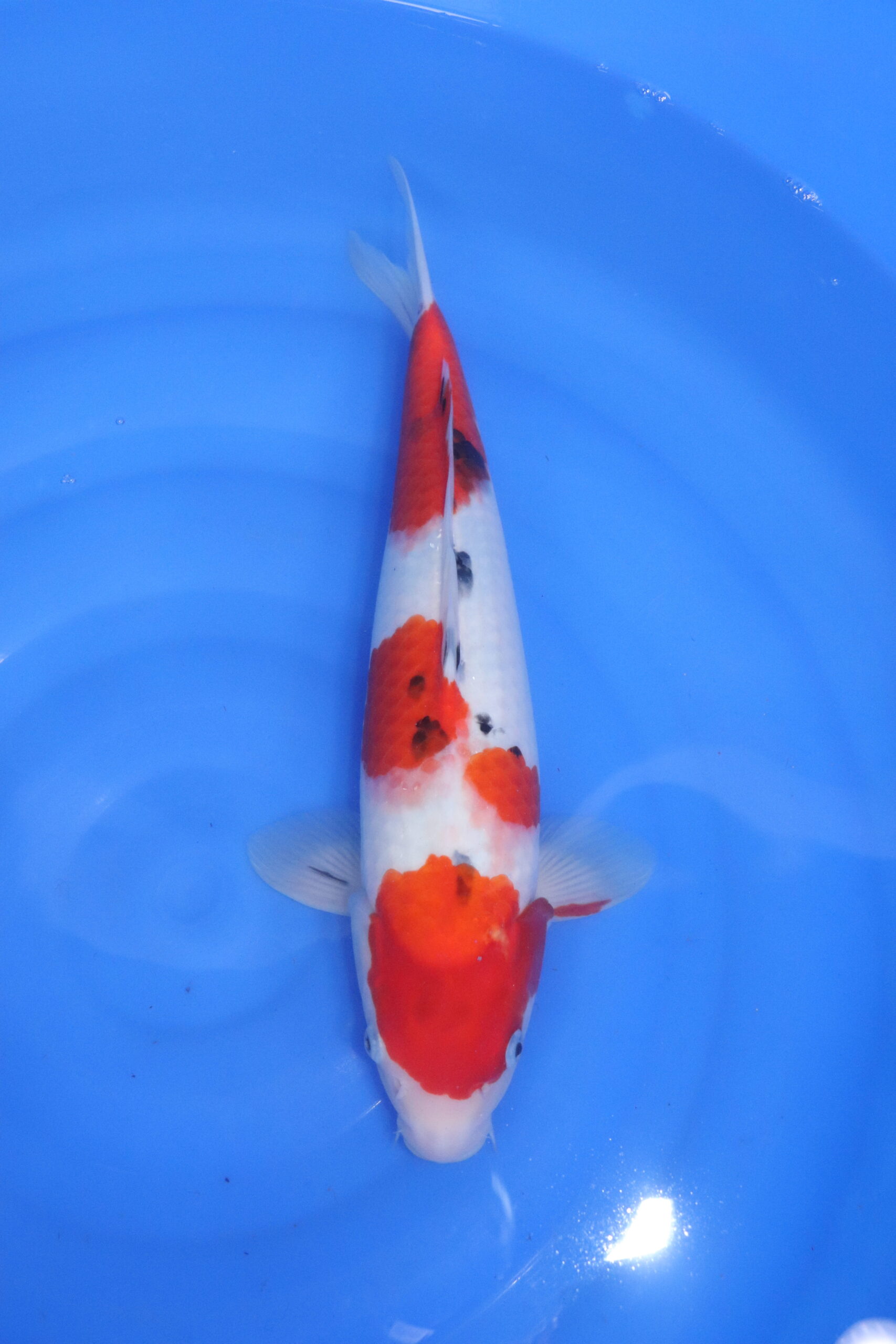 Carpe koi japonaise sanke (5337)