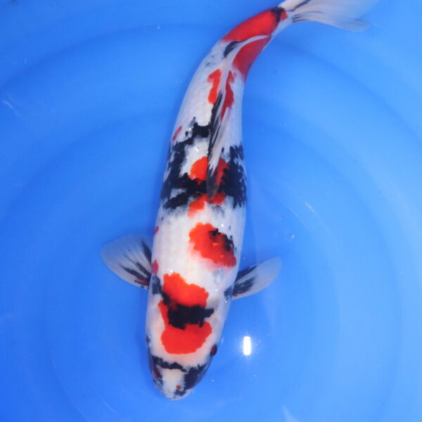 Carpe koi Showa – Showa 47cm (5351)