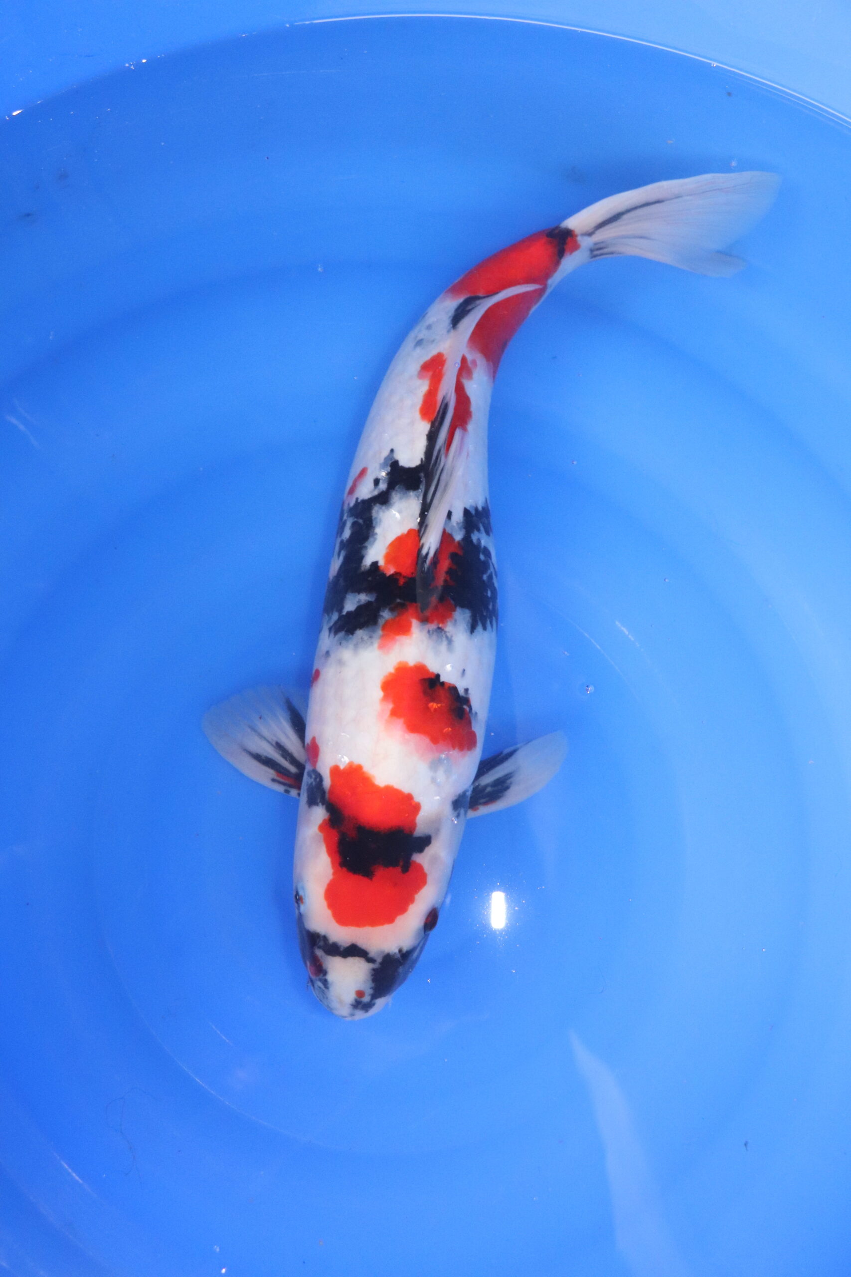 Carpe koi japonaise showa (5351)