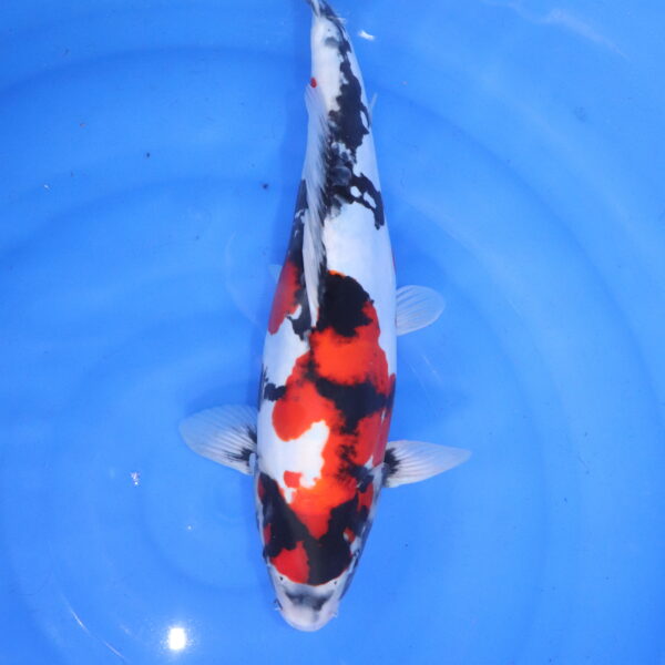 Carpe koi Showa – Showa Doitsu 47cm (5364)