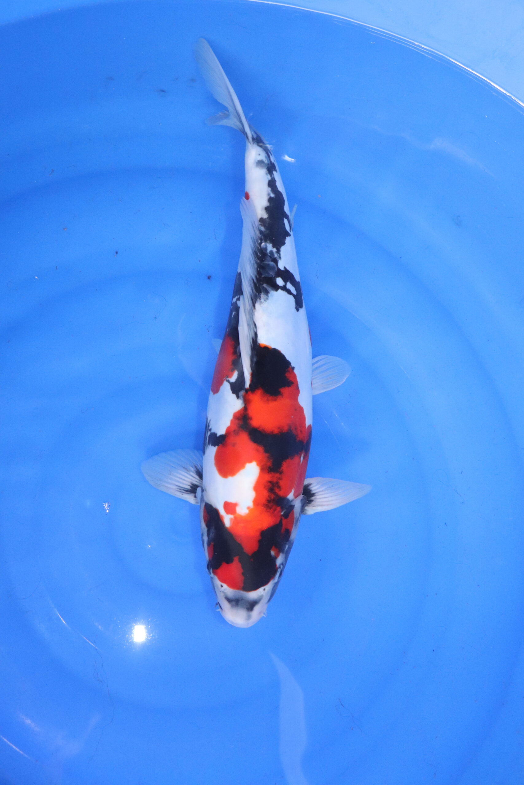 Carpe koi japonaise Showa Doitsu (5364)