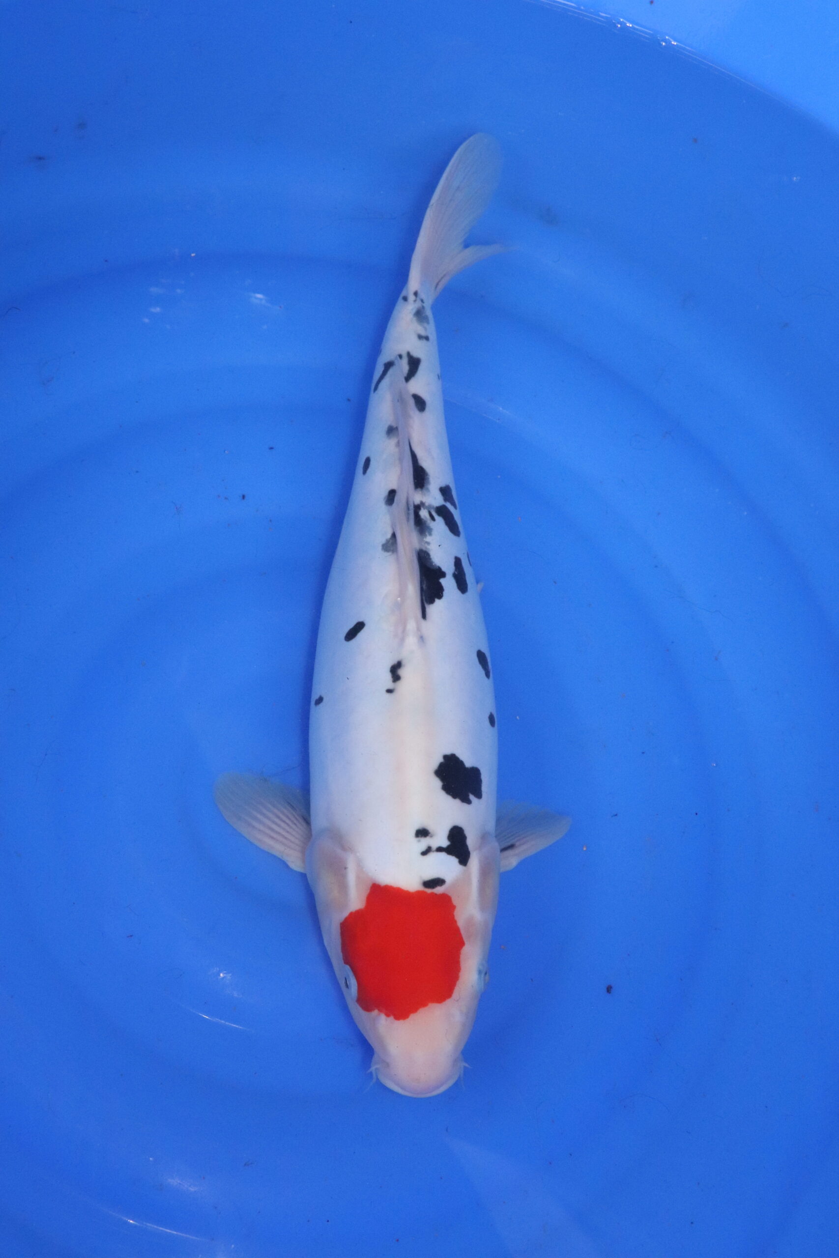 Carpe koi japonaise tancho sanke doitsu (5368)