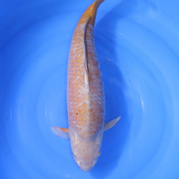 Carpe koi japonaise ochiba (5380)