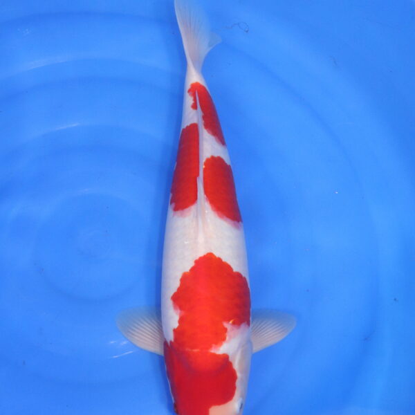 Carpe koi japonaise kohaku (5390)
