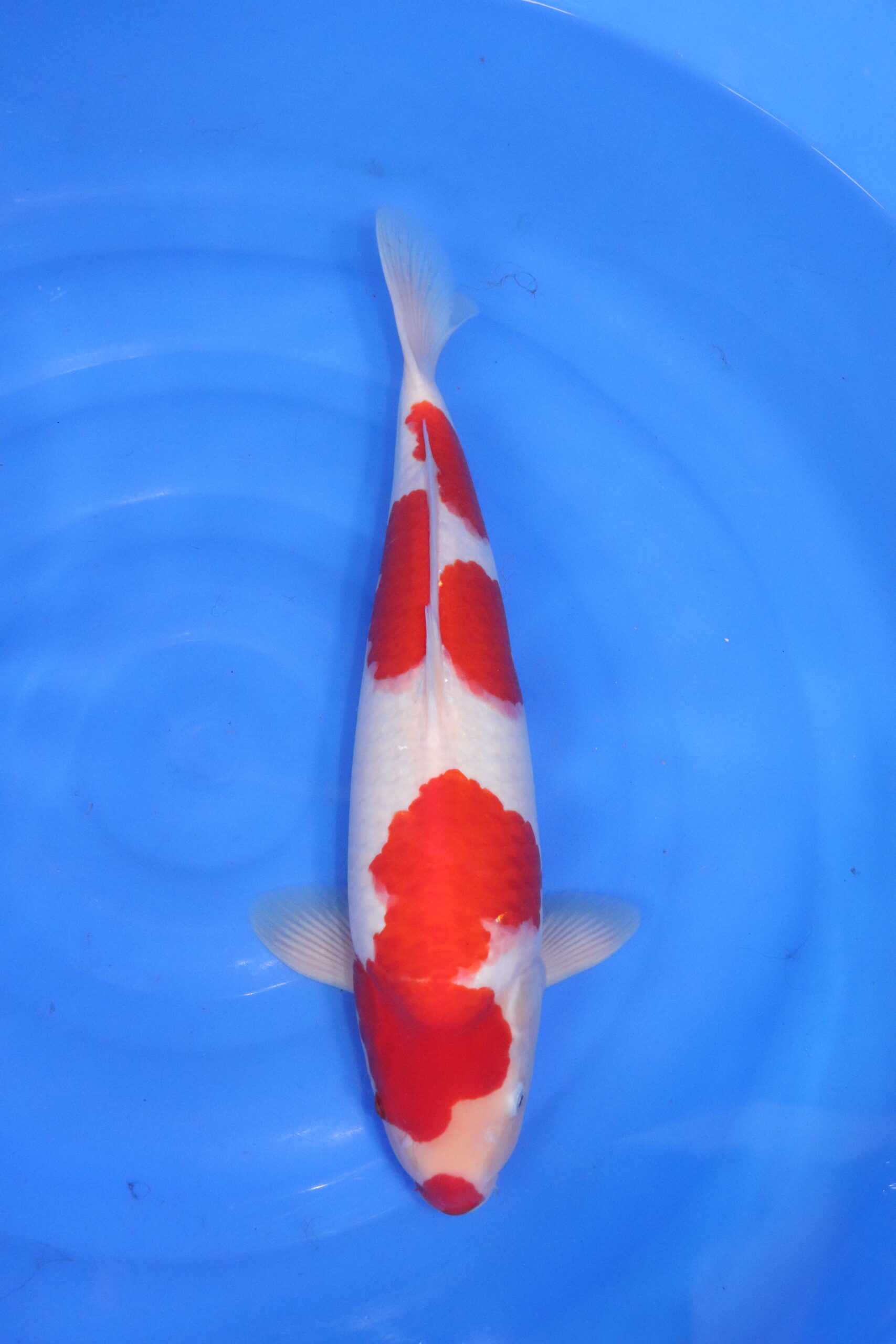 Carpe koi japonaise kohaku (5390)