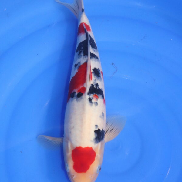 Carpe koi japonaise maruten sanke (5392)