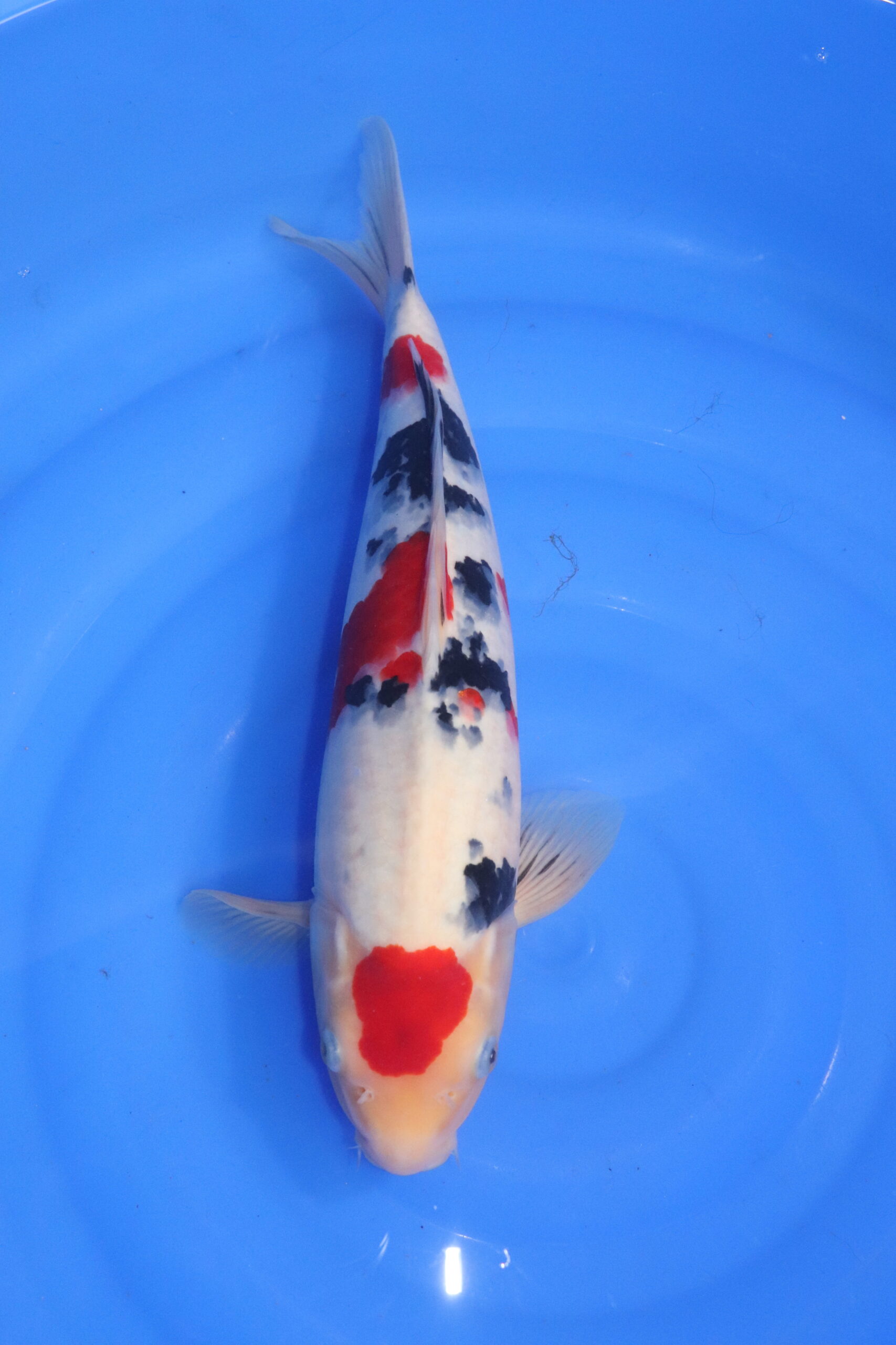 Carpe koi japonaise maruten sanke (5392)