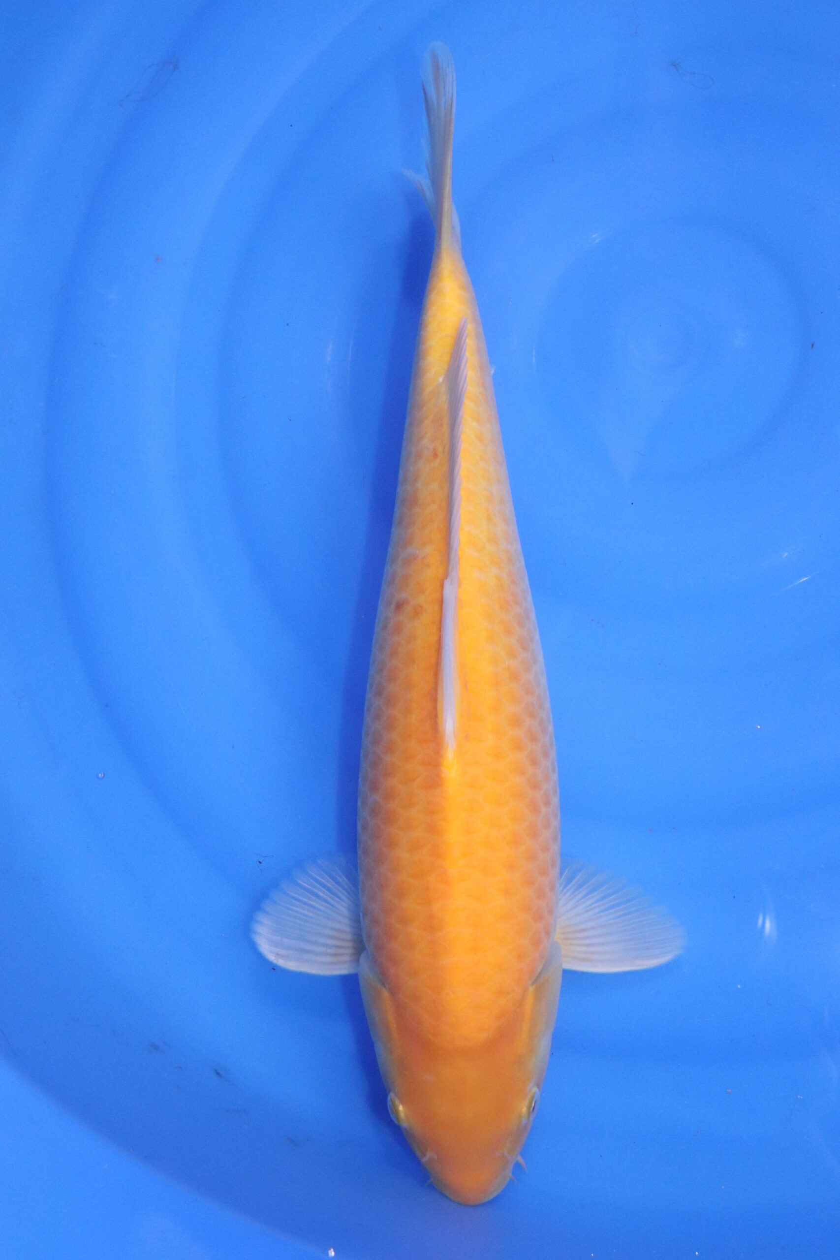 Carpe koi japonaise karashigoi (5398)