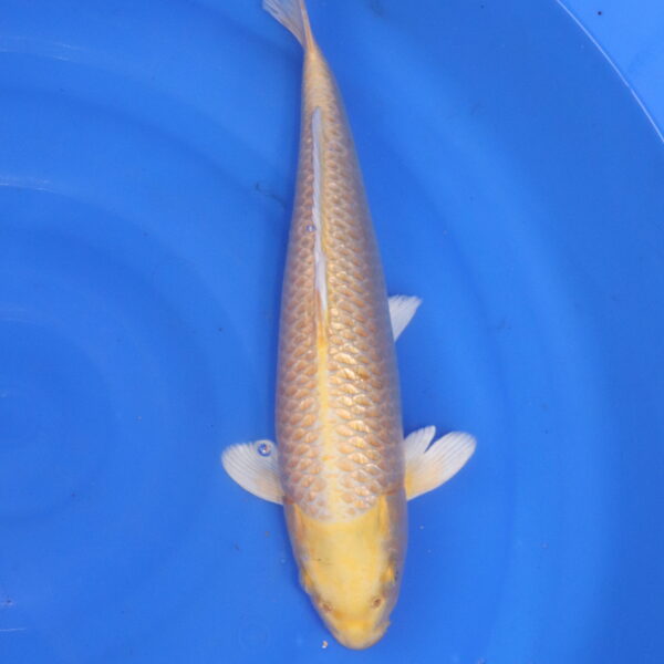 Carpe koi Yamabuki Ogon – Yamabuki Ogon Ginrin 42cm (5419)