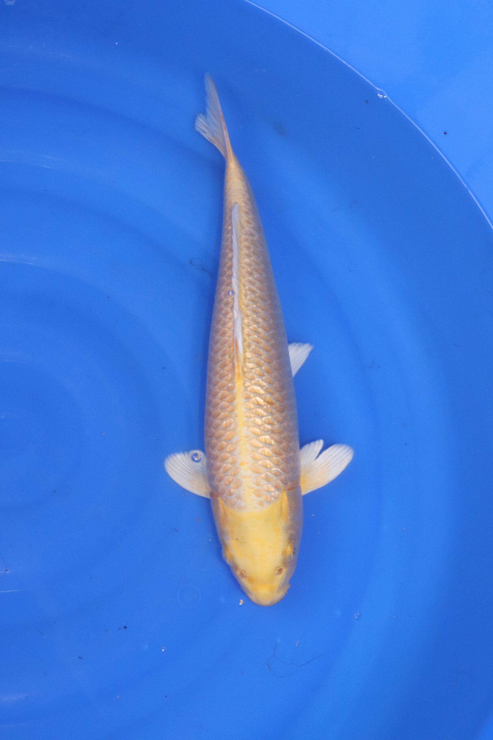 Carpe koi japonaise yamabuki ogon ginrin (5419)