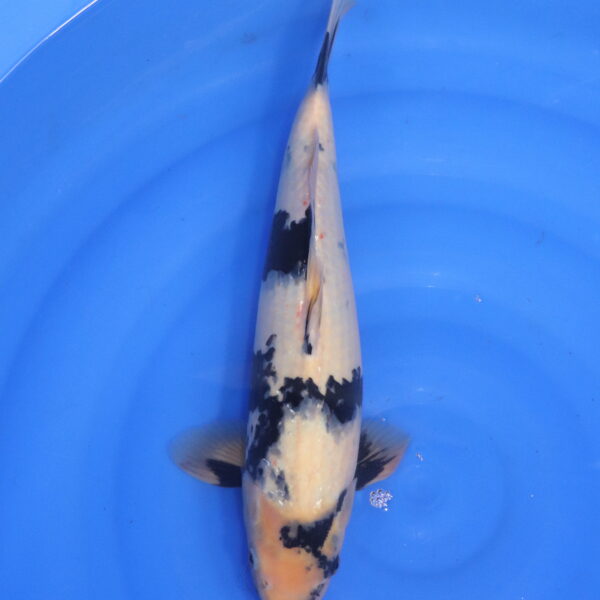 Carpe koi Shiro Utsuri – Shiro Utsuri 42cm (5425)