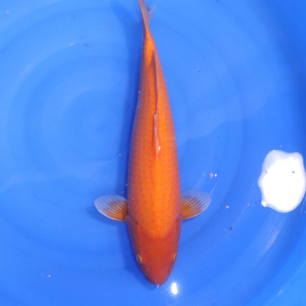 Carpe koi japonaise superred karashigoi (5430)