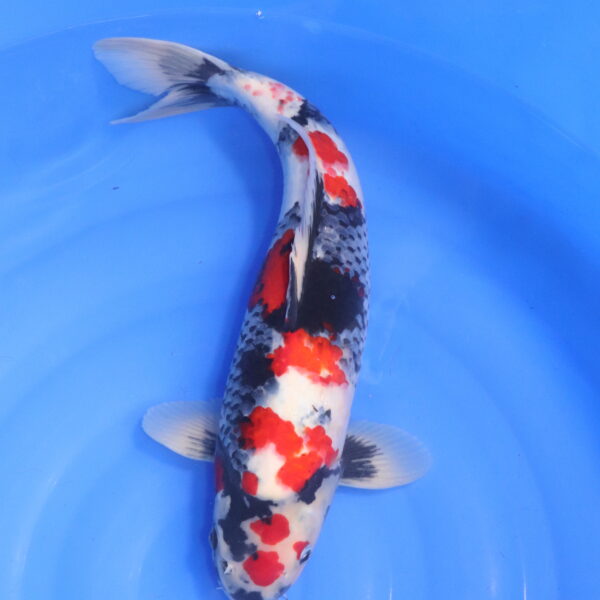 Carpe koi Showa – Boke Showa 47cm (5436)