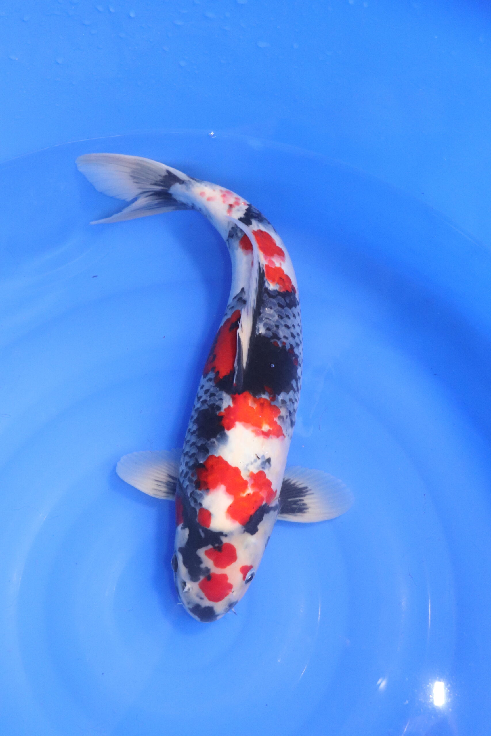 Carpe koi japonaise Showa boke (5436)